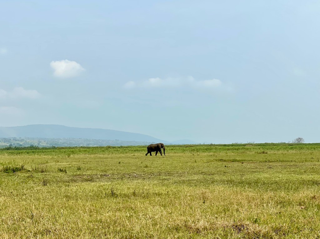 Travel Diary from Akagera National&nbsp;Park